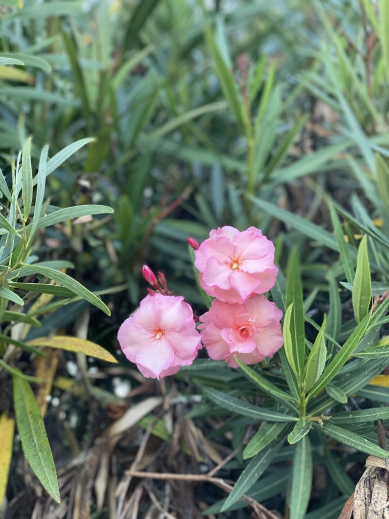 pink flowers