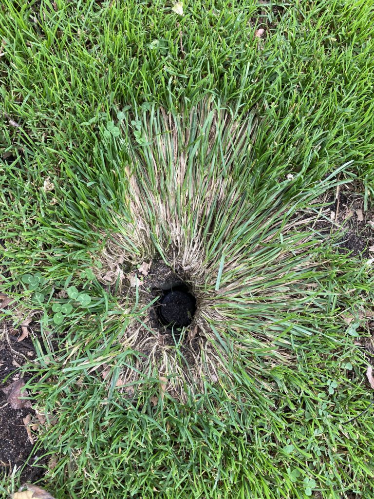 a hole in the grass